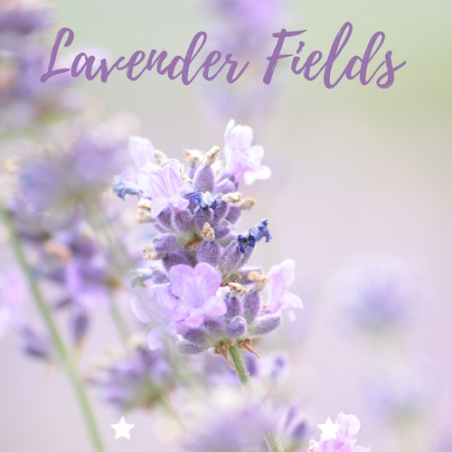 Lavender Fields - Olfactory Candles